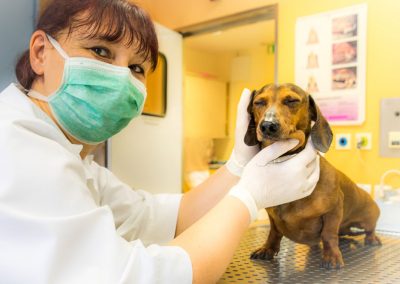 Pomirjevalna masaža – veterinarska klinika PET VET